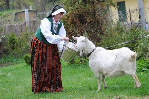 Comprehensive Guide To Carpathian Goats Breeding Care And Products