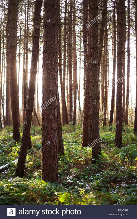 Brambles Forest High Resolution Stock Photography And Images Alamy