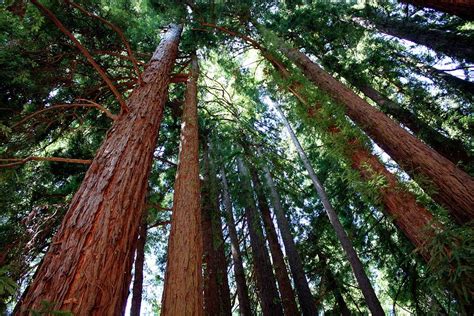 Giant Redwood Trees Photograph By Tony Craddockscience Photo Library