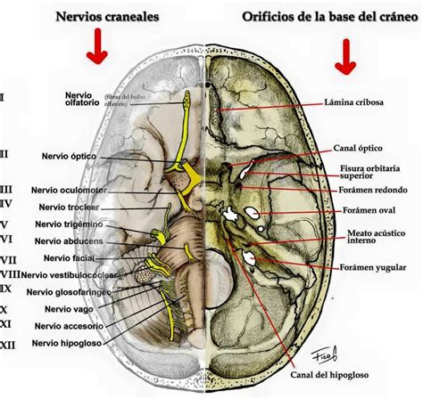 Nervios craneales Nervios craneales Anatomia humana musculos Anatomía médica