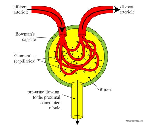 The Glomerulus A Key Unit In The Kidney For The Removal Of Small Proteins Steve Gallik