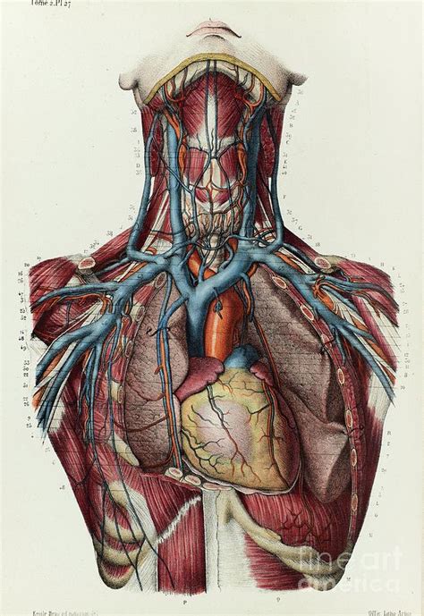 Neck And Upper Chest Veins Photograph By Science Photo Library Fine