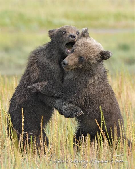 Bear Cubs Wrestling And Biting Shetzers Photography