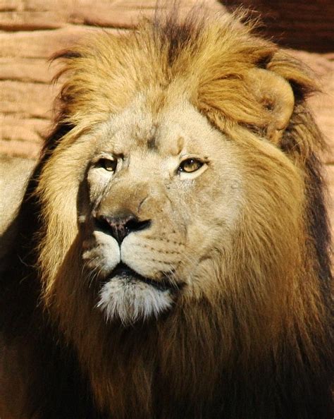 King Of The Jungle Photograph By Paulette Thomas Fine Art America