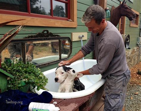 Cool diy dog bath tub along with do it yourself dog wash. vintage doggie bathtub | Dog bath, Dog bath tub, Dog ...