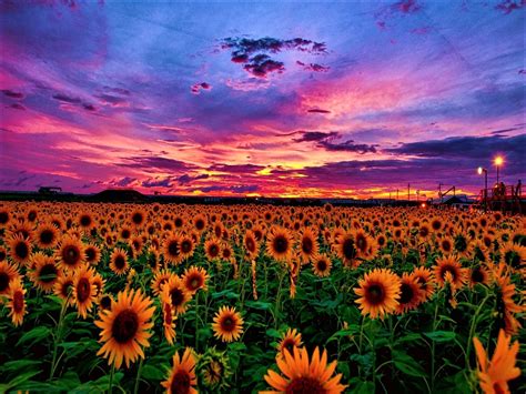 Sunflower Fields At Sunset With Red And Purple Skies Photograph