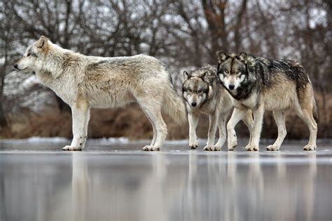 Wolf Park In Battle Ground Indiana Dedicated To Gray Wolf Flickr