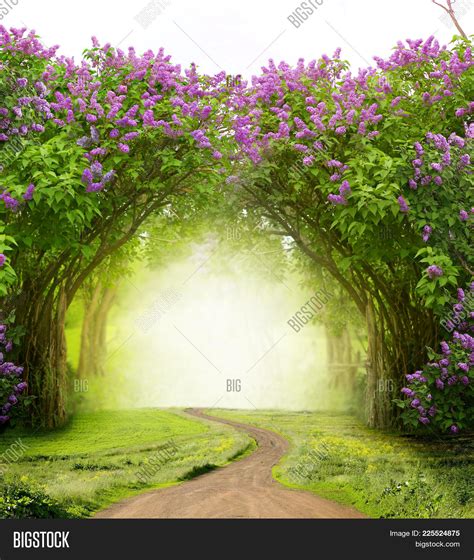 Beautiful Spring Landscapelilac Trees In Blossom Magic Forest With