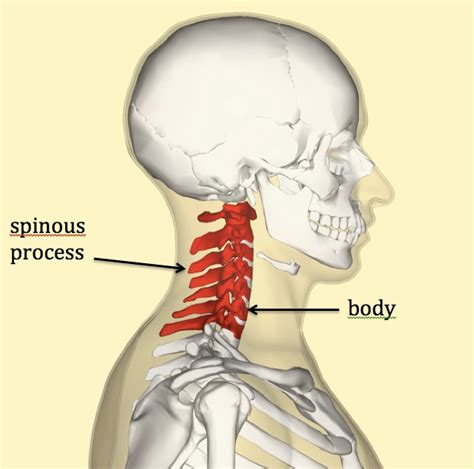 Neck Pain Ace Physical Therapy And Sports Medicine Institute