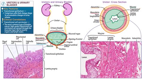 Ureters And Urinary Bladder Urothelium Ditki Medical And Biological