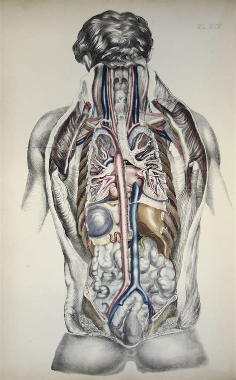 Internal Organs Diagram Female Human Female Internal Organs Anatomy D Model Bocghewasu