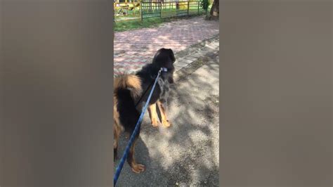 Tibetan Mastiff Barking On Comand Youtube