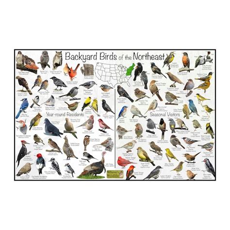 Backyard Birds Of The Northeast Bird Identification Poster Etsy