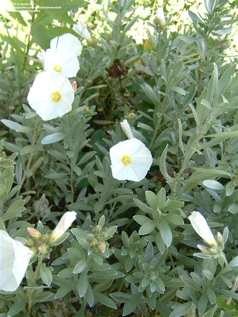 This helps to keep plant habits from becoming too sprawling and makes sure there is a constant. PlantFiles Pictures: Bush Morning Glory, Silverbush ...