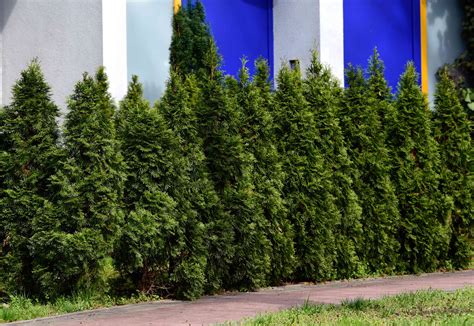 How To Grow And Care For Emerald Green Arborvitae