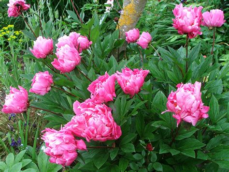 Peonies are one of the mainstays of perennial gardens the world around and a favorite with brides, as well. Peonies