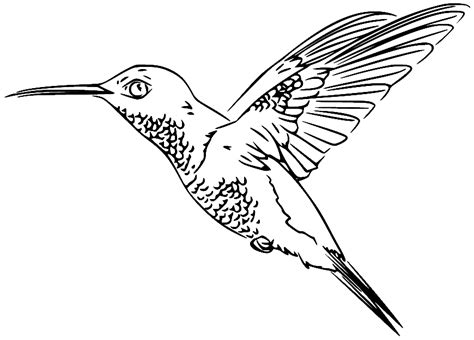 59 Hummingbird Coloring Pages ColoringPagesOnly