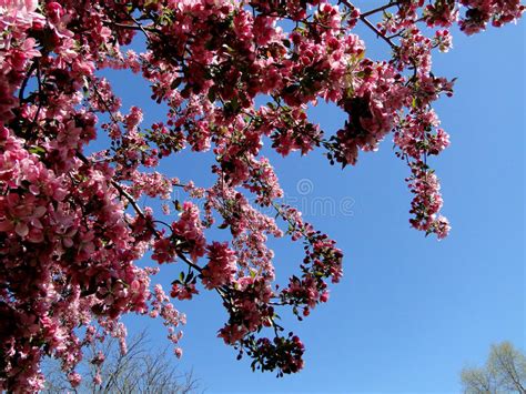 51128 Beautiful Pink Flowering Tree Photos Free And Royalty Free Stock