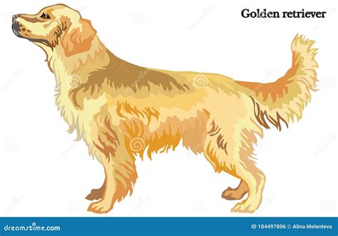 Golden Retriever Vector Illustration Stock Vector Illustration Of
