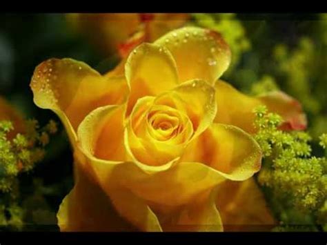 Bobbie Prins Yellow Roses Youtube
