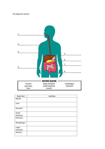 5th Grade Digestive System Worksheets