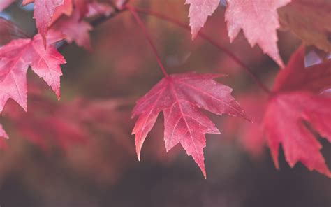 Download Wallpaper 3840x2400 Maple Leaves Blur Autumn Macro Red 4k