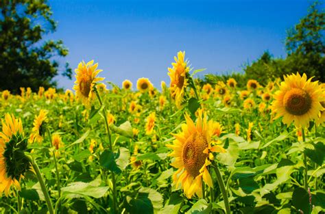 Maybe you would like to learn more about one of these? 太陽花 by もりすけ36 （ID：5879985） - 写真共有サイト:PHOTOHITO