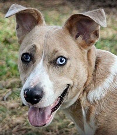 Australian shepherd x cavalier king charles spaniel mix = aussalier. 14 Australian Shepherd Mixes: Working Dogs With Hearts of ...