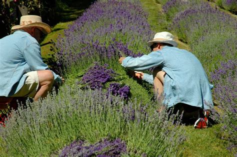 Der feine formschnitt schließt sich ab april an, sobald der buxus einen deutlichen austrieb erkennen lässt. Lavendel wird im Herbst geschnitten in 2020 | Lavendel ...
