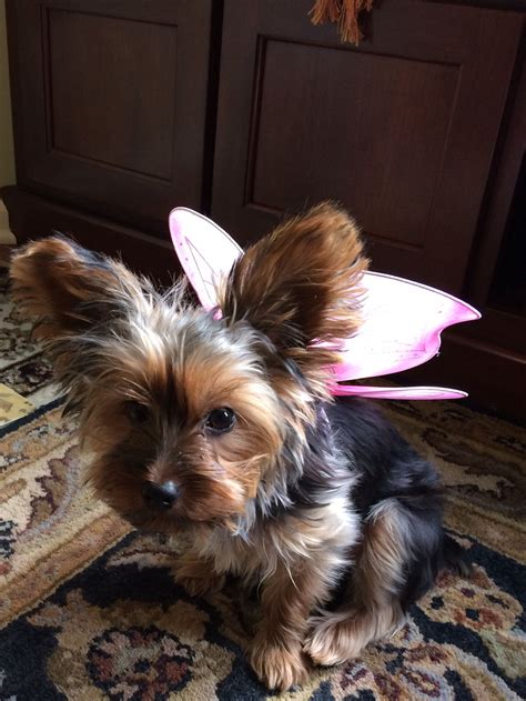 Those Ears Adorable Yorkie Puppy Yorkie Terrier Yorkshire Terrier