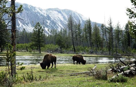 Wild At 50 The Wilderness Act Turns A Half Century National