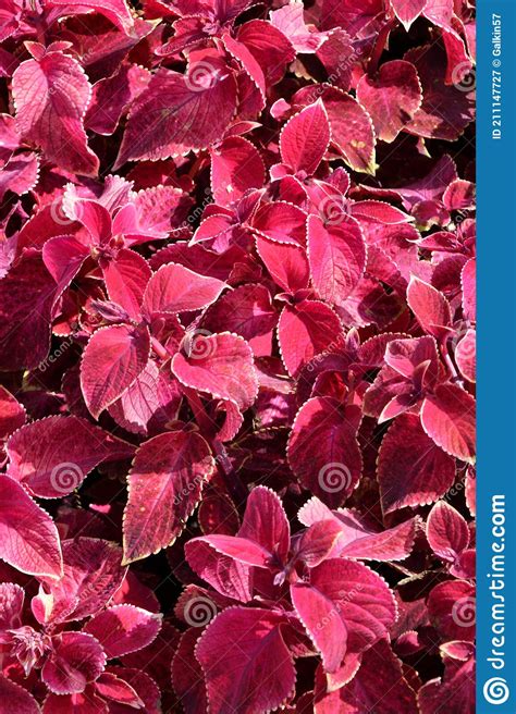 Coleus Flower In Autumn Stock Image Image Of Growth 211147727