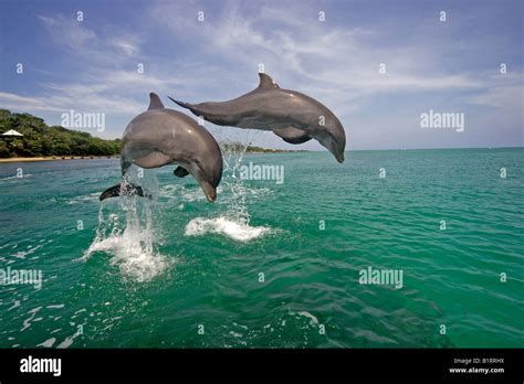 Common Bottlenose Dolphin Tursiops Truncatus Pair Adult Jumping