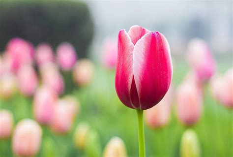 Menanam daun bunga bunga tulp musim semi kuning bunga bunga tulip tanaman berbunga keluarga lily berawal dari dua warna merah dan kuning kini bunga tulip memiliki banyak variasi warna. Gambar Bunga Tulip Hd | Kumpulan Gambar Bagus