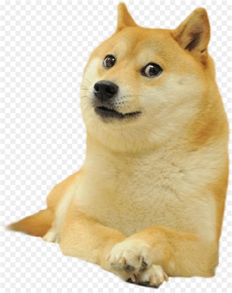 Shiba Inu Doge Dogecoin Png Transparente Grátis