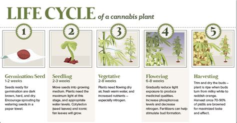 The Anatomy Of A Cannabis Plant And Its Lifecycle