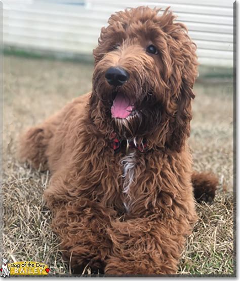 Bailey Irish Setter Poodle Mix March 3 2020