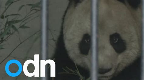 Three Giant Pandas Down With Disease Distemper Youtube
