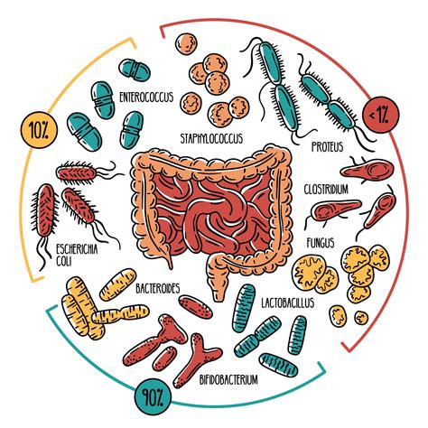 Vector Infographics Of The Human Gut Microbiota 3238434 Vector Art At Vecteezy