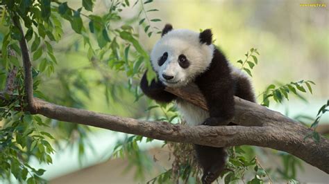 Tapety Zdjęcia Panda Wielka Liście Gałęzie Drzewo
