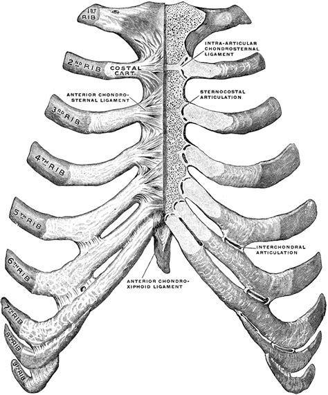 We examined the thoracic vertebrae last lab, so here we will there are twelve pairs of ribs. Sternum and Ribs | ClipArt ETC