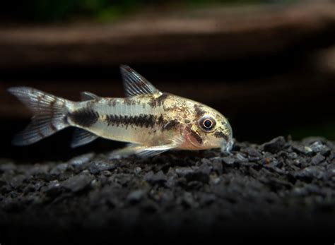 Salt And Pepper Cory Catfish Corydoras Habrosus Aquatic Arts On