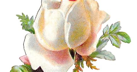 Antique Images White Shabby Chic Rose Stock Flower Clipart Printable