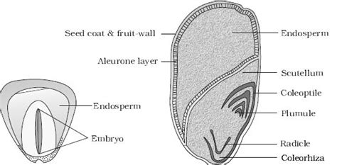 Structure Of Monocotyledonous Seed Qs Study