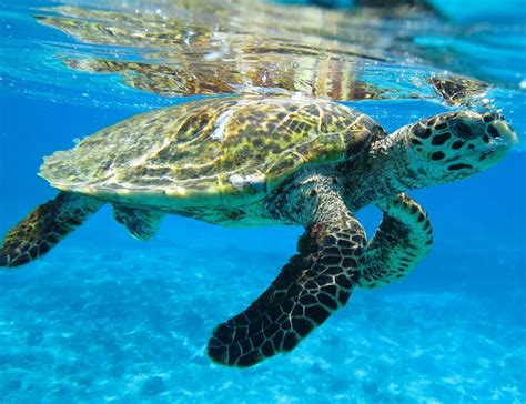 Discover More Concerning The Seriously Endangered Hawksbill Sea Turtle
