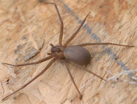 Brown Recluse Spiders How To Avoid And First Aid For Bites