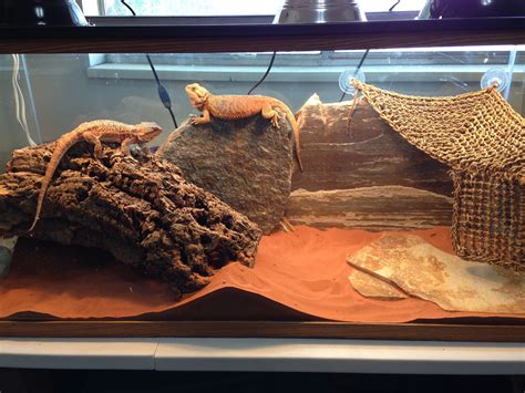 Gecko terrarium gecko bearded dragon terrarium diy snake terrarium. Pin on Bearded dragon