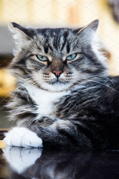 Portrait Of A Serious Cat High Quality Animal Stock Photos ~ Creative