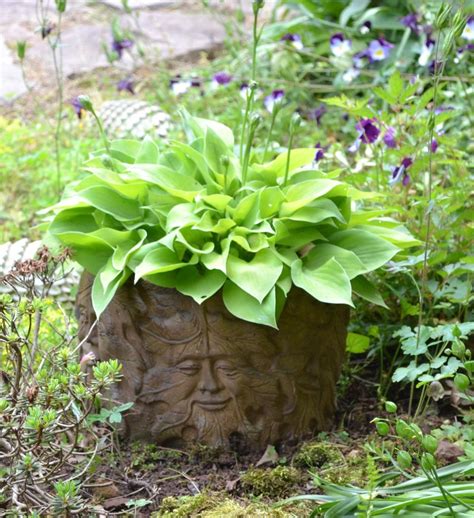 Love Growing Hosta In Containers In Hostas Are Wonderful In Containers