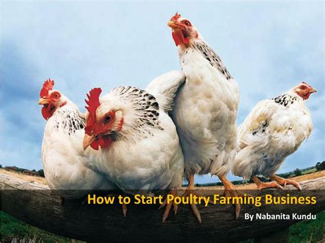 Ppt How To Grow A Poultry Farm Business For Profits Powerpoint